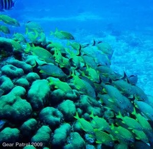 cozumel-school-of-fish