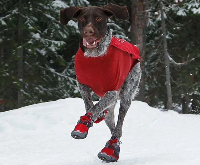 bark’n-Boots-Polar-Trex