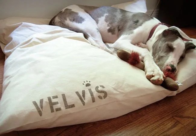 Bow-Wow-Beds-Gear-Patrol