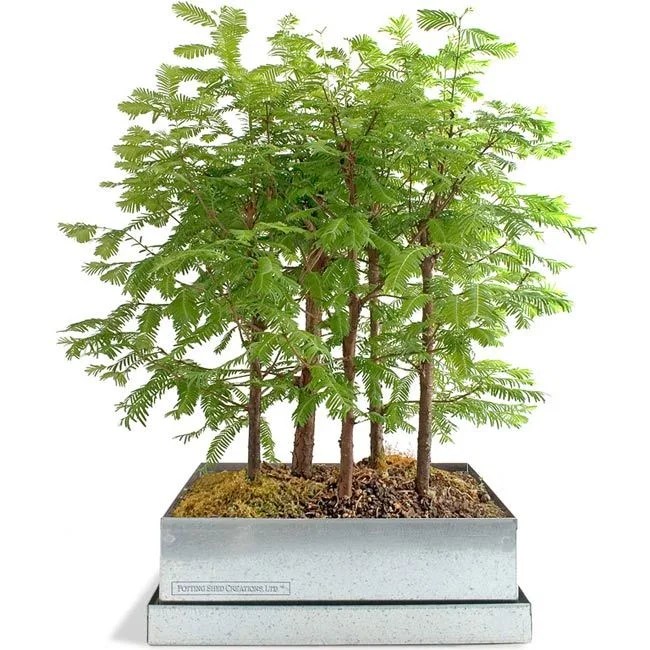 Dawn-Redwood-Bonsai-Forest-Kit-Gear-Patrol