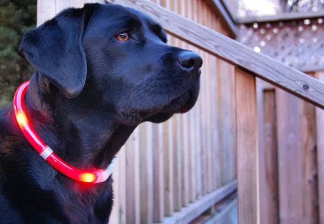 glowdoggie-gear-patrol