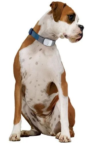 Tagg_collar_gearpatrol