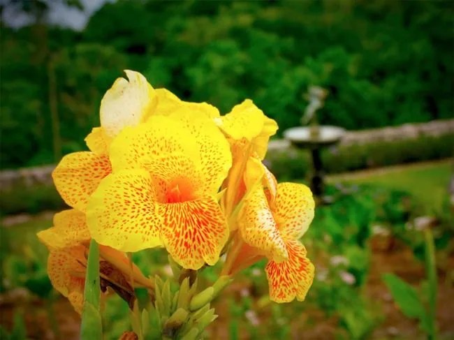 prospect plantation 7_