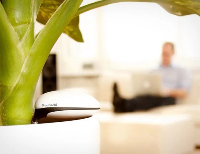 koubachi-wifi-plant-sensor-gear-patrol