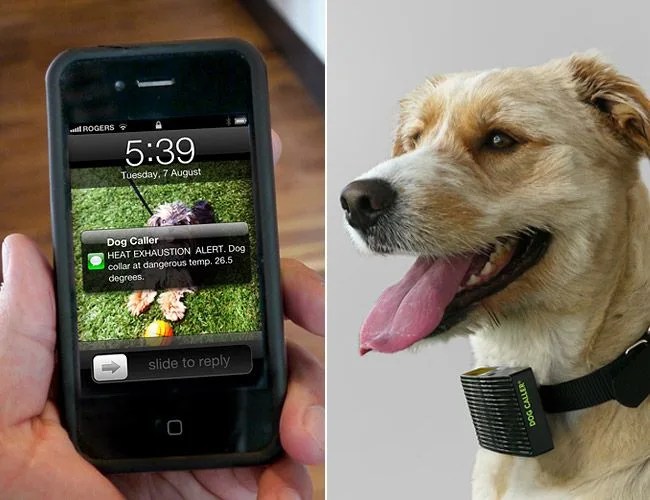 heat-sensing-dog-collar