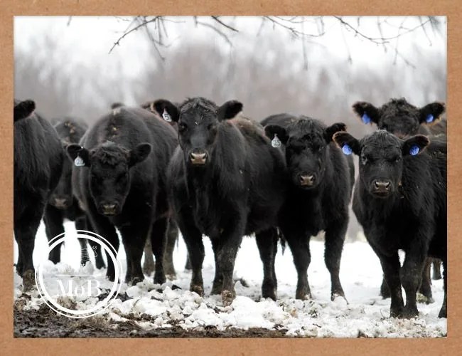 black-angus-cows-gear-patrol-mob