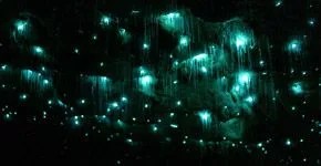 New-Zealand-Glowworm-Caves