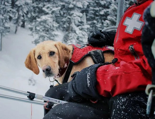 Snow-Dogs-FTA-Gear-Patrol-Lead