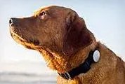 Whistle-Dog-Activity-Tracker-Gear-Patrol