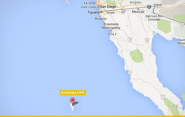 best-places-to-dive-with-sharks-guadalupe-650
