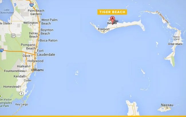 best-places-to-dive-with-sharks-tiger-beach-650