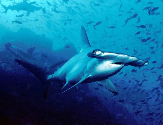 best-shark-dive-gear-patrol