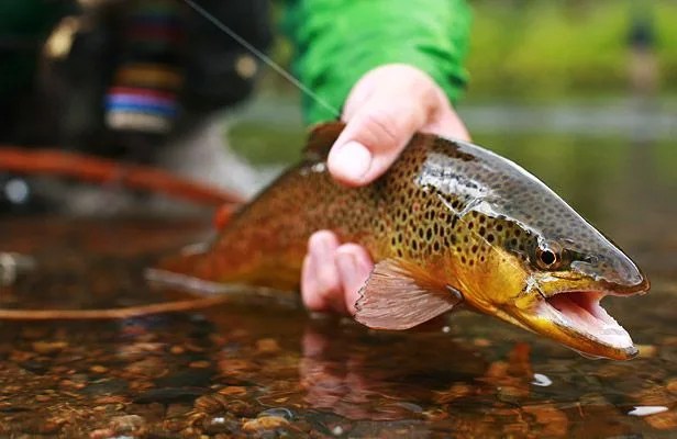 Tested-Sage-CIRCA-589-4-Fly-Rod-Gear-Patrol-Sidebar