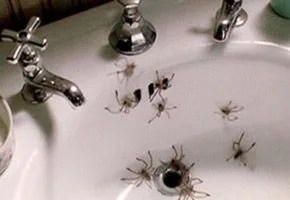P-Trap-Arachnophobia-Sidebar-Gear-Patrol