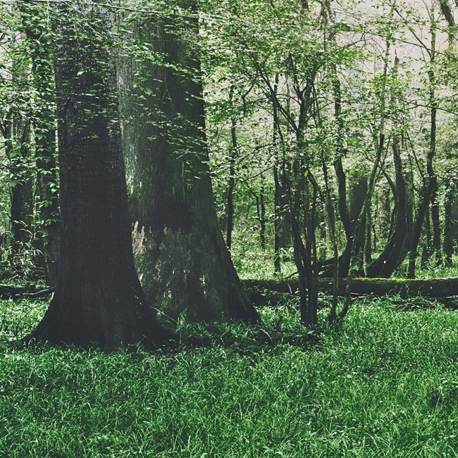 CONGAREE-NATIONAL-PARK