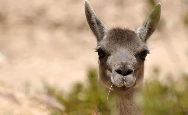 Guanaco-Gear-Patrol