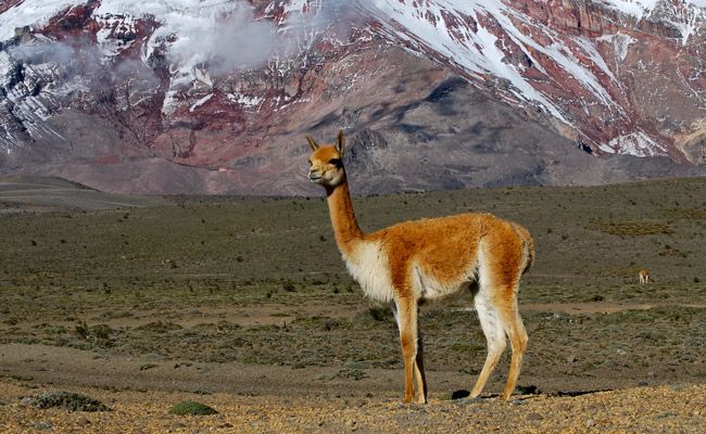 Vicuna-Gear-Patrol