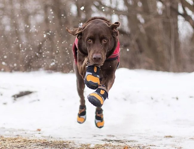 Kurgo-Dog-Shoes-Gear-Patrol