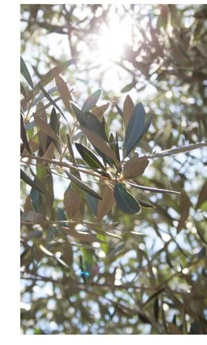 Olive-Oil-Side-Macro-Gear-Patrol