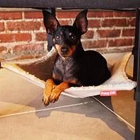 Puppy-Crib-Gear-Patrol