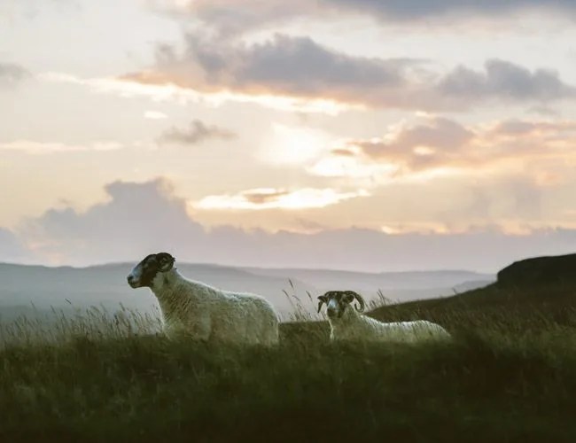Chasing-Sheep-Gear-Patrol-Lead