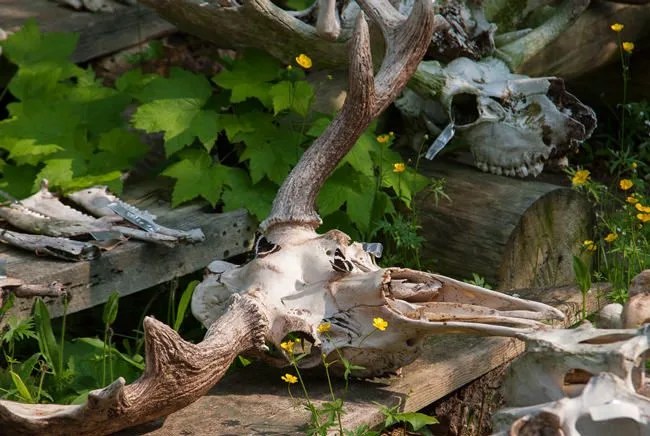 Moose-Skull-Gear-Patrol-AMBIANCE