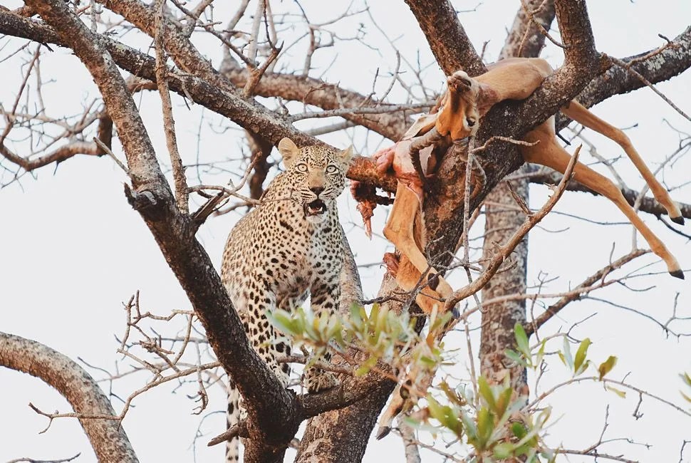 Sabi-Sands-Gear-Patrol-970×650–15