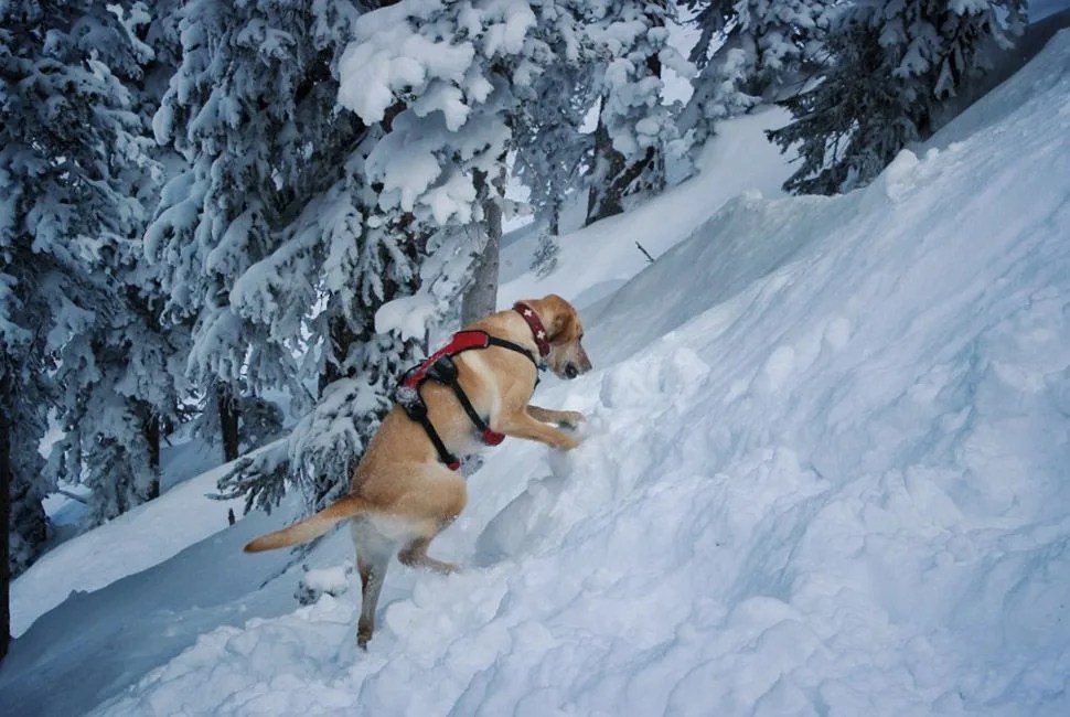 avalanche-rescue-let-loose-the-dogs-of-snow-gear-patrol-slide-10