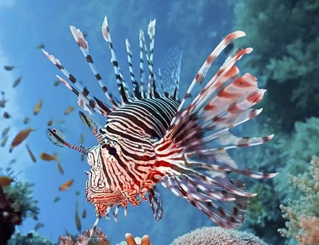 Lion-Fish-Sidebar-Full-Gear-Patrol