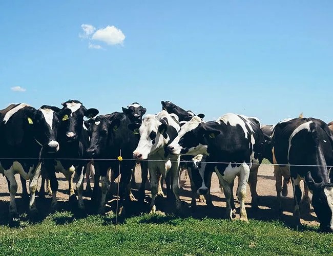 sassy-cow-lr-gear-patrol-650