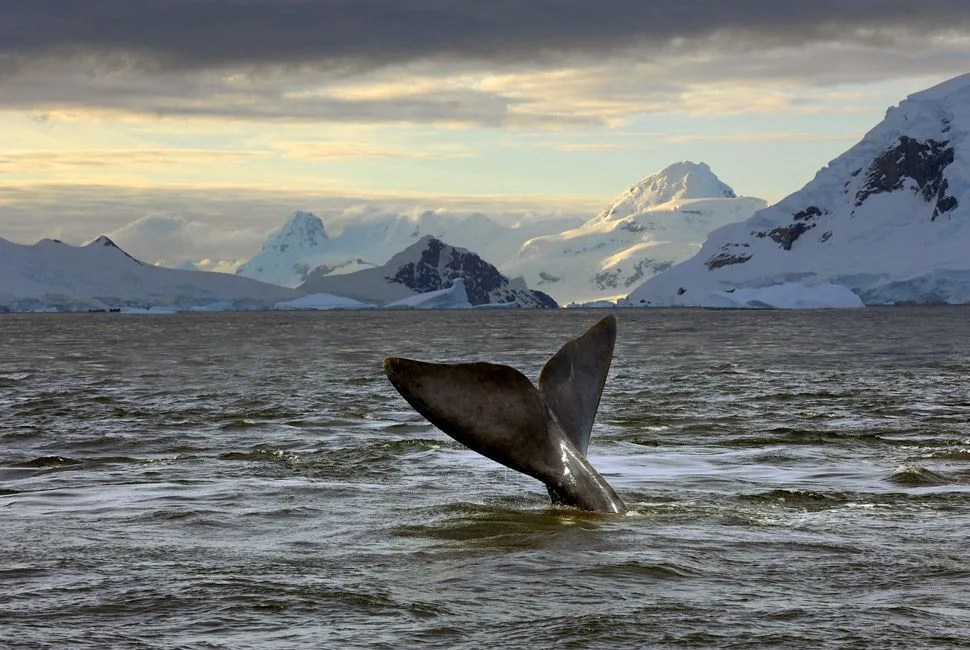 Most-Dangerous-Adventures-Gear-Patrol-Antarctic