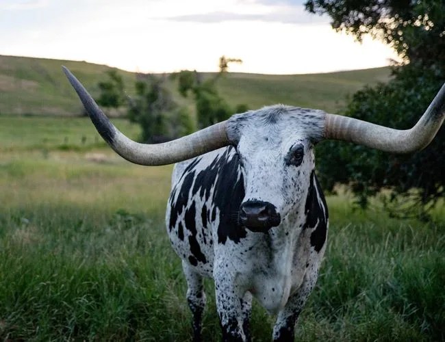 Tips-The-Bull-Gear-Patrol-Lead