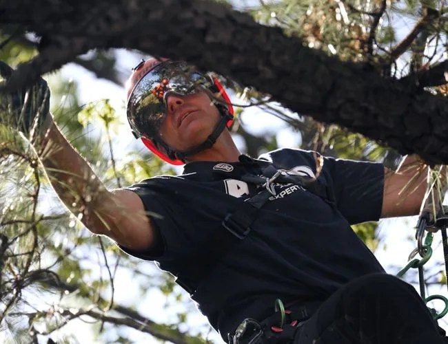 trim-tree-gear-patrol-650