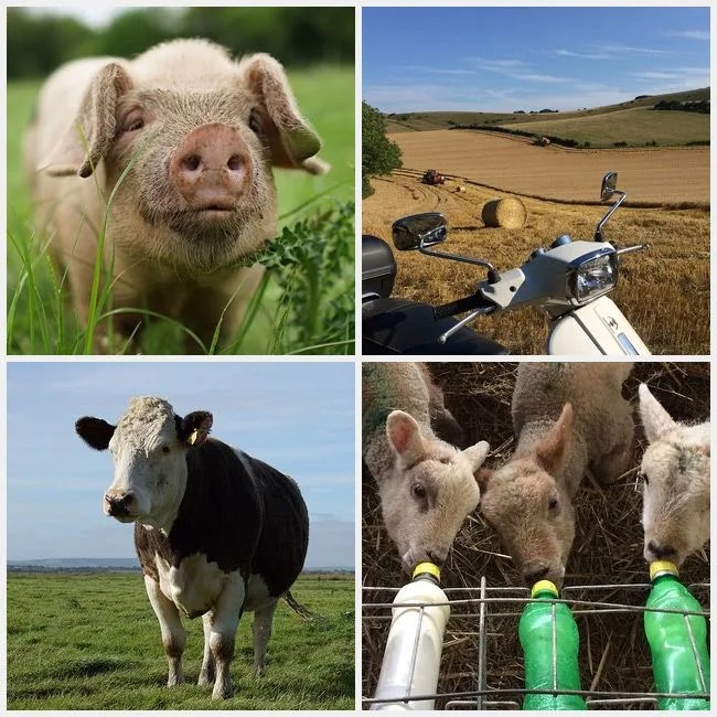 food-insta-gear-patrol-indie-farmer