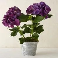 stocking-stuffer-Gear-Patrol-for-her-hydrangea