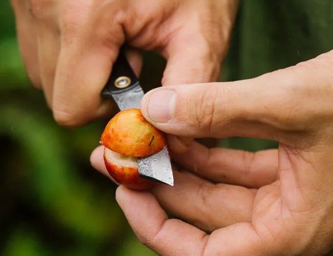 Foraging-in-Hawaii-Gear-Patrol-Feature-1