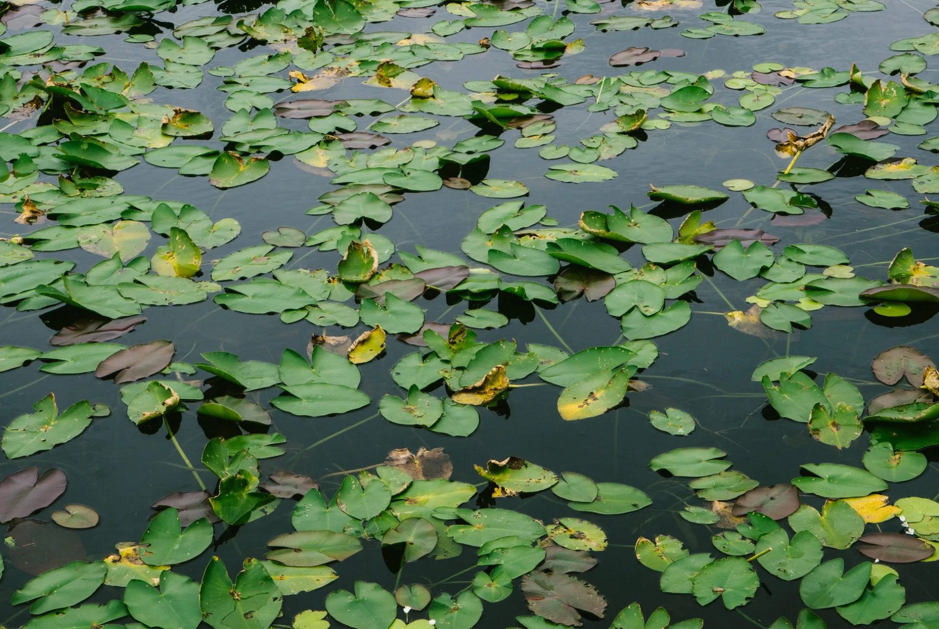 Everglades-Gear-Patrol-Ambience