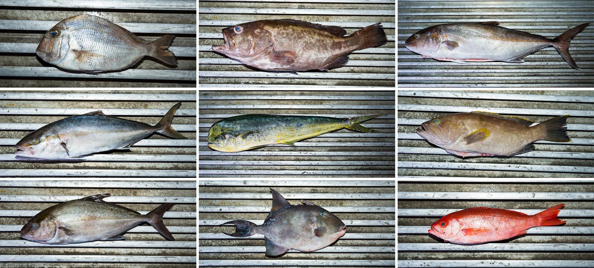 Mike-Lata-Charleston-Seafood-Gear-Patrol-Fish-Tych