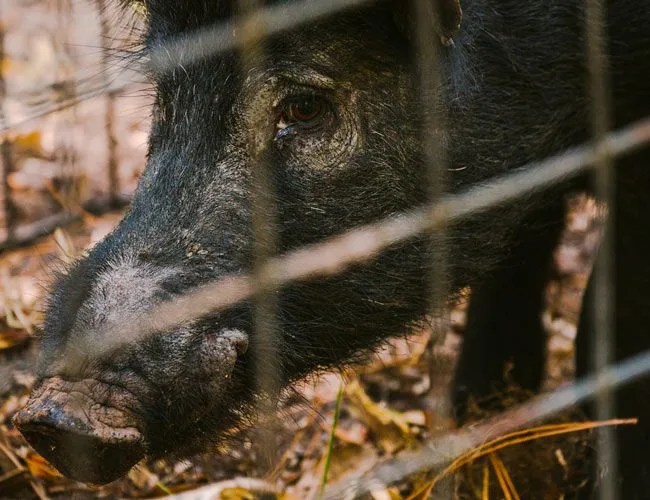 ossabaw-hog-gear-patrol-lead-featured