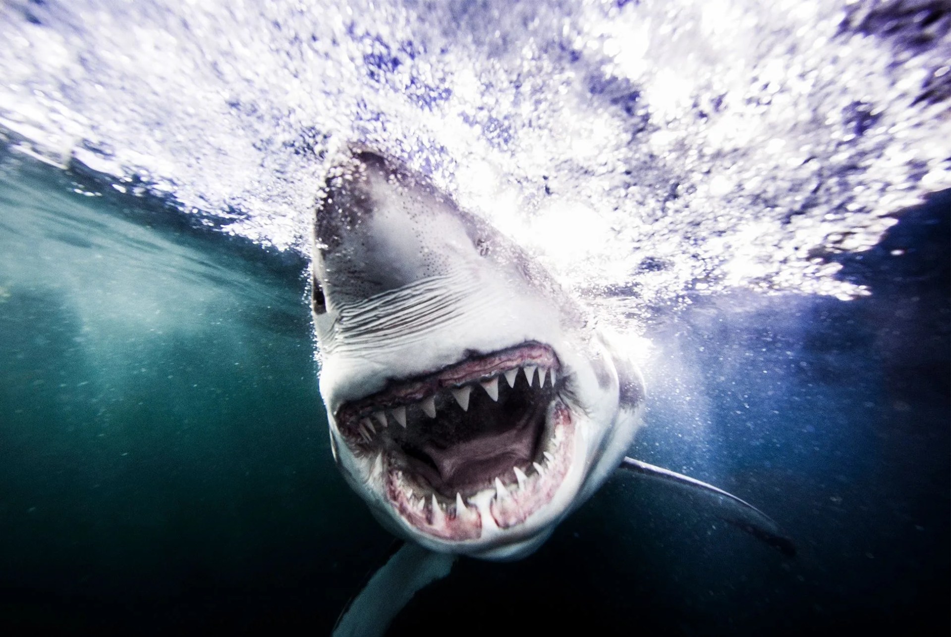 shark-4-gear-patrol-970