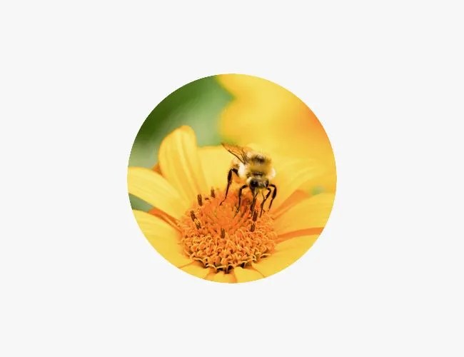 DON-gear-patrol-wildflowers