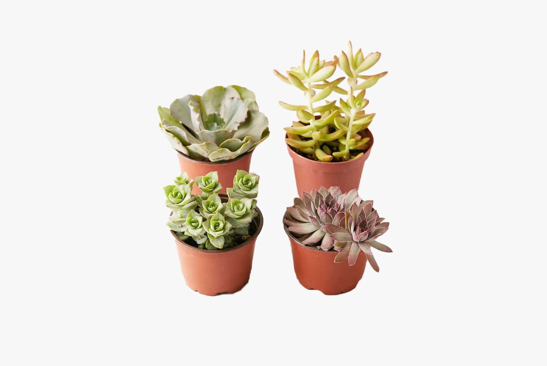 Live-Assorted-Plants-gear-patrol-full-lead