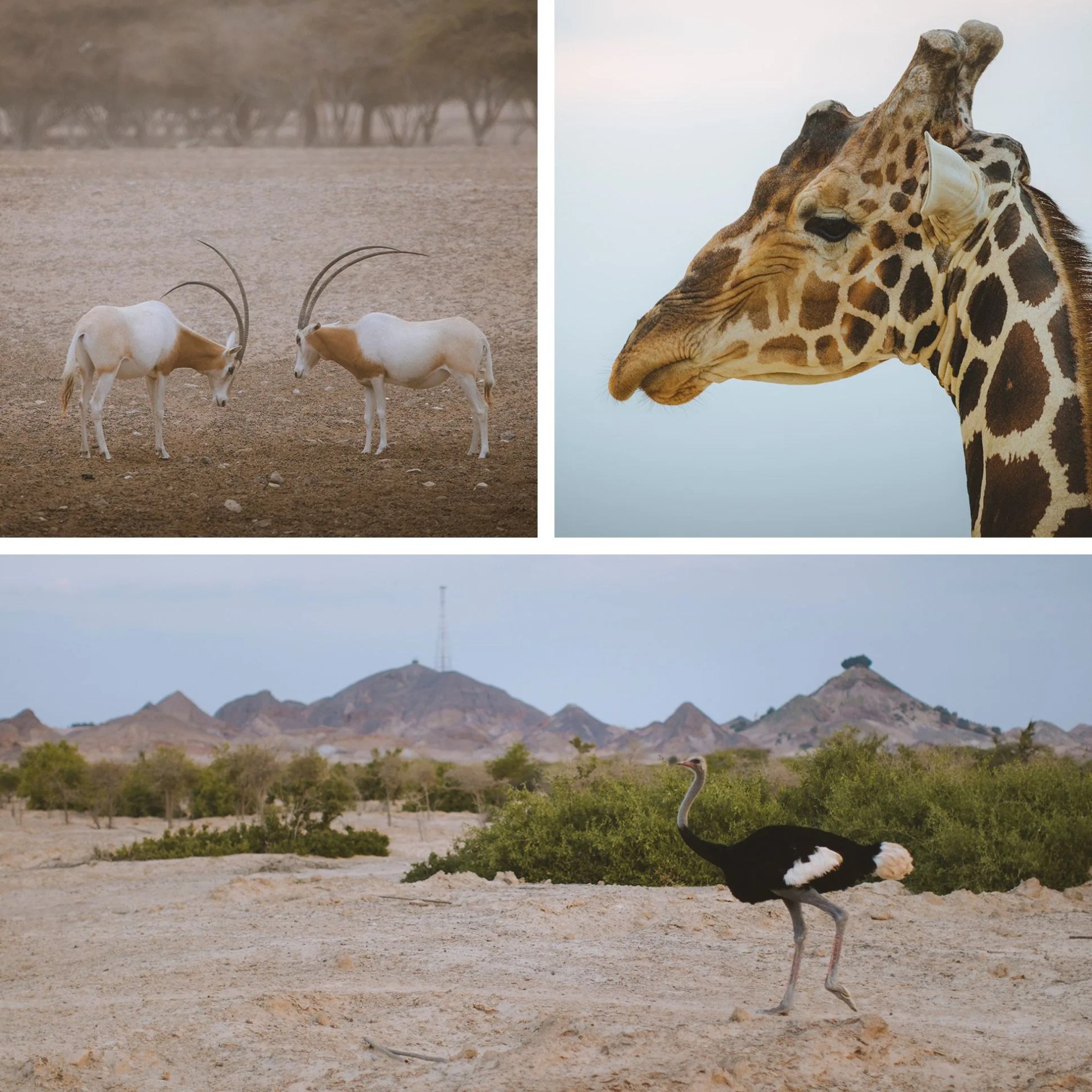 gear-patrol-canon-strohl-safari-2