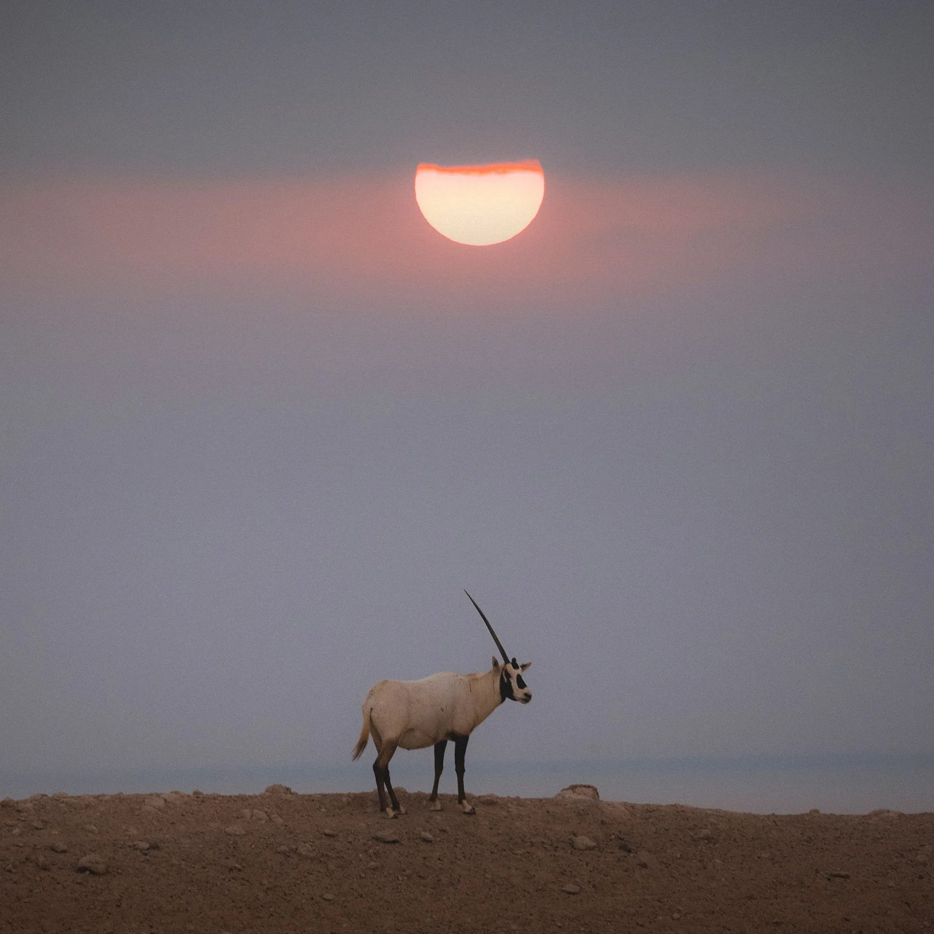 gear-patrol-canon-strohl-safari-3