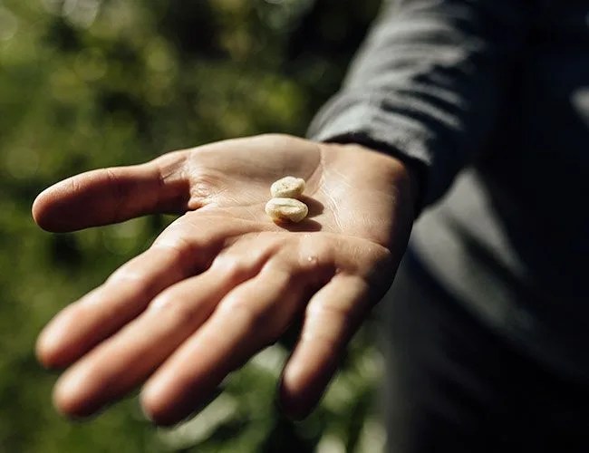 hawaii-coffee-gear-patrol-feature