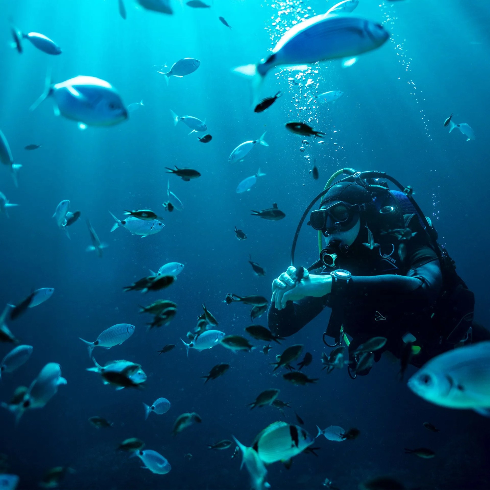 person diving next to a school of fish
