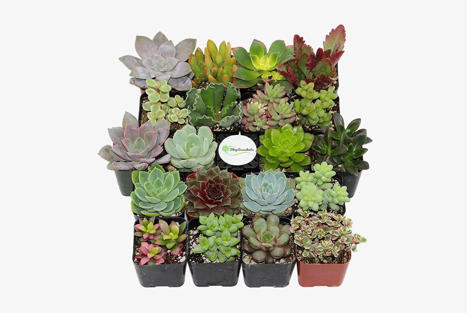 Amazon-Succulent-Deal-gear-patrol-lead-full