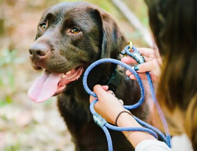 outdoor-gear-for-your-dog-gear-patrol-feature