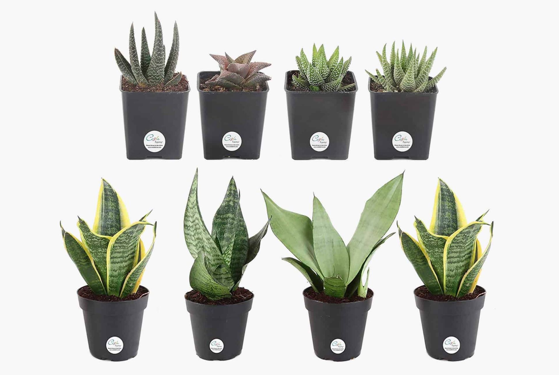 Amazon-Plant-Deal-Gear-Patrol-Lead-Full