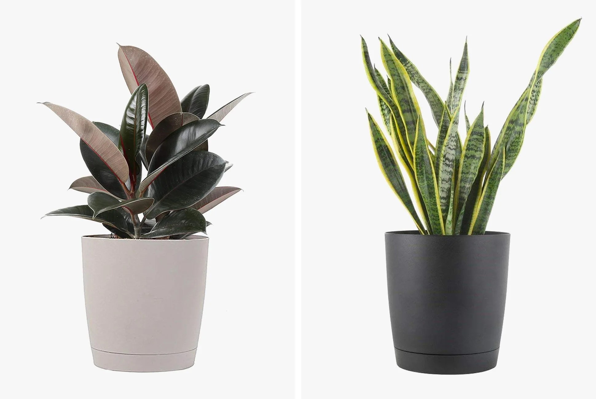 Amazon-Plants-Costa-Farms-gear-patrol-lead-full